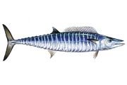 Wahoo Quepos Fishing Calendar