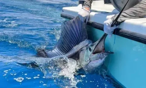Woman holding a blue marlin in the water beside her boat during an exciting Costa Rica marlin fishing adventure.
